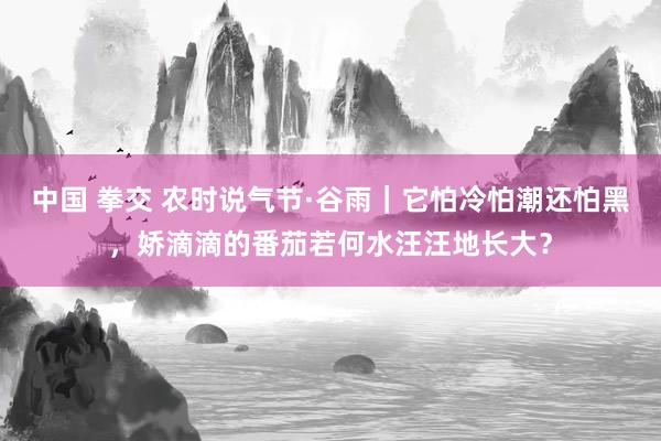 中国 拳交 农时说气节·谷雨｜它怕冷怕潮还怕黑，娇滴滴的番茄若何水汪汪地长大？